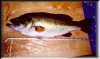bass96