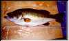 bass96