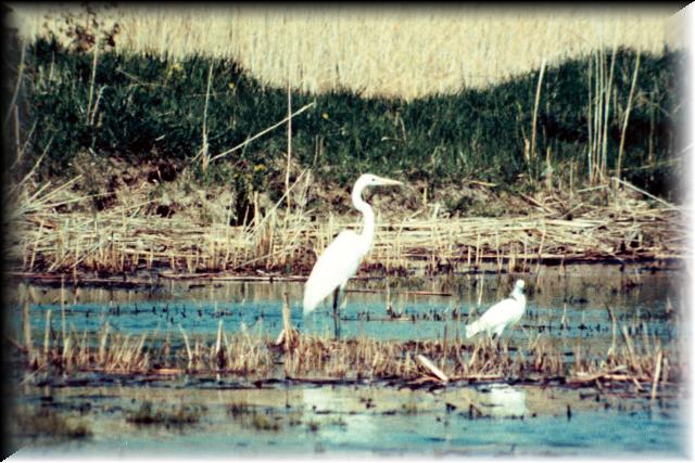 1975_01_V02R40N21